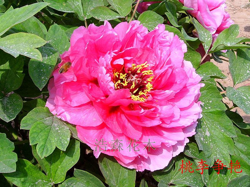 桃李爭(zhēng)艷