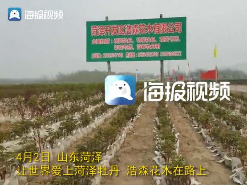 市牡丹產(chǎn)業(yè)中心、市宣傳部的領(lǐng)導(dǎo)及各大媒體來公司基地考察指導(dǎo)工作