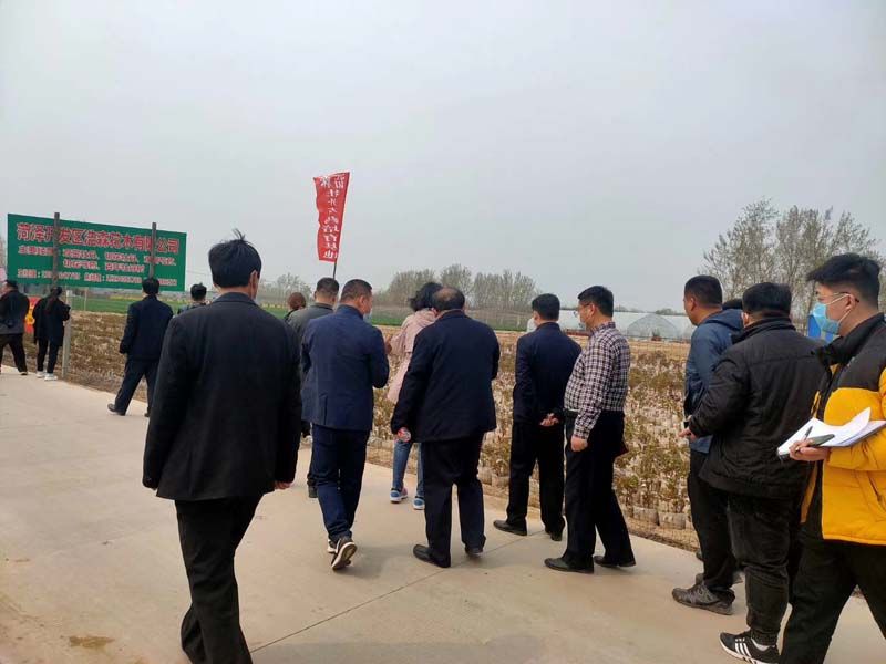 市牡丹產(chǎn)業(yè)中心、市宣傳部的領(lǐng)導(dǎo)及各大媒體來公司基地考察指導(dǎo)工作