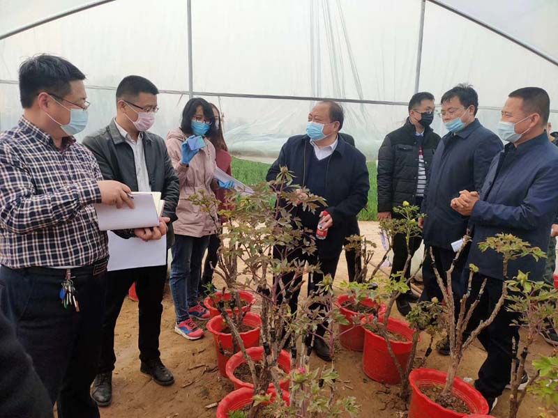 市牡丹產(chǎn)業(yè)中心、市宣傳部的領(lǐng)導(dǎo)及各大媒體來公司基地考察指導(dǎo)工作