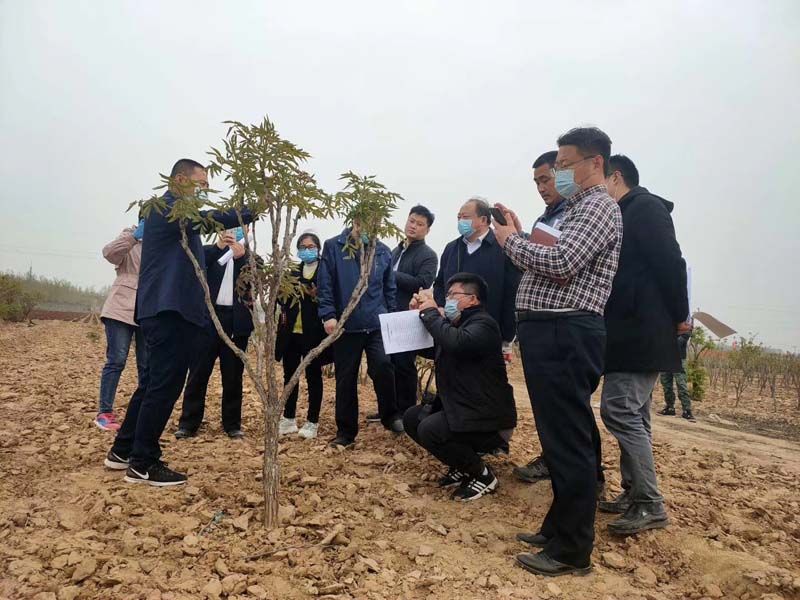 市牡丹產(chǎn)業(yè)中心、市宣傳部的領(lǐng)導(dǎo)及各大媒體來公司基地考察指導(dǎo)工作