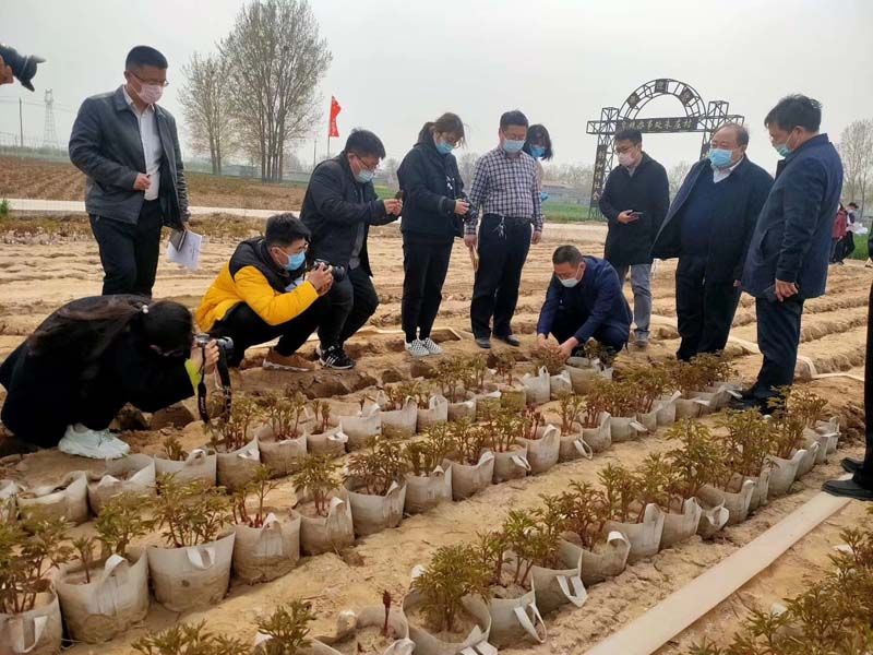 市牡丹產(chǎn)業(yè)中心、市宣傳部的領(lǐng)導(dǎo)及各大媒體來公司基地考察指導(dǎo)工作